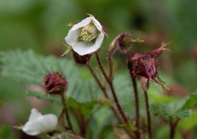 Rubus nepalensis, photographed by Ramnarayan K