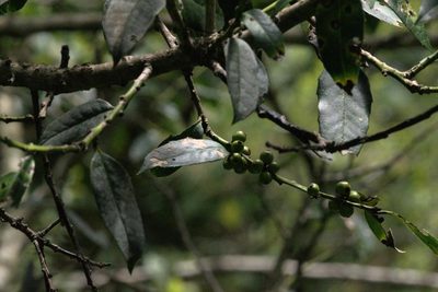 Ilex dipyrena, photographed by Ramnarayan K