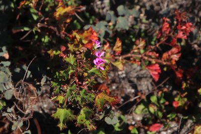 Pelargonium sublignosum, photographed by Tony Rebelo