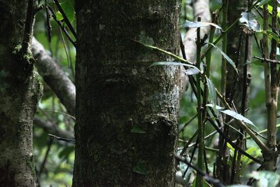 Ilex dipyrena, photographed by Ramnarayan K