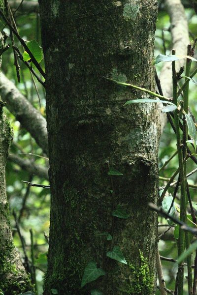 Ilex dipyrena, photographed by Ramnarayan K