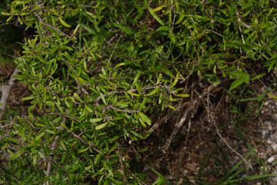 Forestiera angustifolia, photographed by Michelle W. （鍾偉瑋）