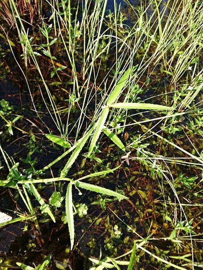 Caperonia castaneifolia, photographed by Adam Pitcher