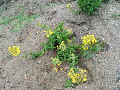 Calceolaria crenata, photographed by Julien Renoult