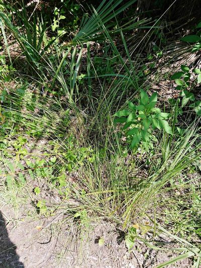 Aristida patula, photographed by Adam Pitcher