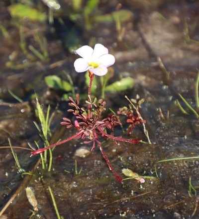 Oxalis recticaulis, photographed by Tony Rebelo