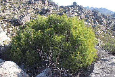 Searsia rimosa, photographed by Tony Rebelo