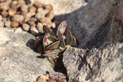 Adromischus hemisphaericus, photographed by Tony Rebelo