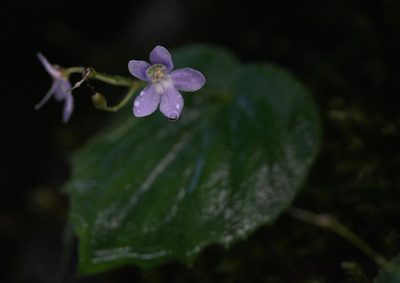 Platystemma violoides, photographed by Ramnarayan K