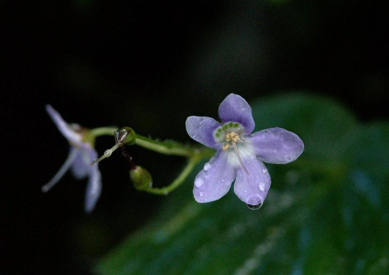 Platystemma violoides, photographed by Ramnarayan K
