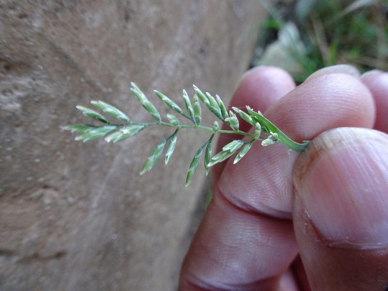 Puccinellia fasciculata, photographed by Robert H. Wardell