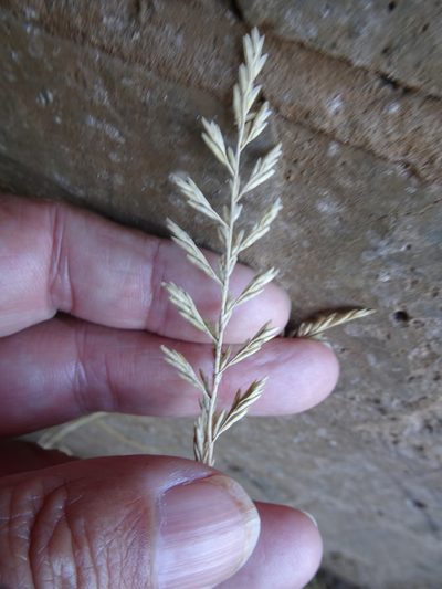 Puccinellia fasciculata, photographed by Robert H. Wardell