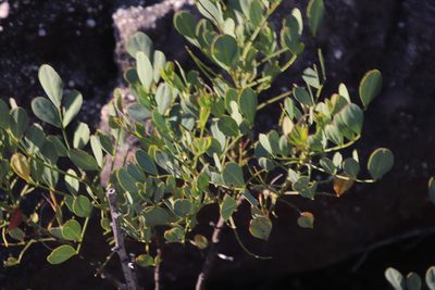 Indigofera frutescens, photographed by Tony Rebelo