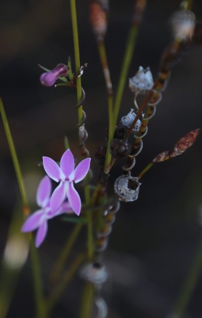 Cyphia banksiana, photographed by Tony Rebelo