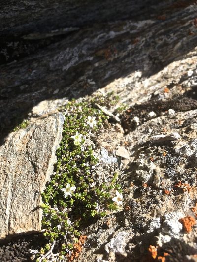 Facchinia rupestris, photographed by Karsten Rohweder