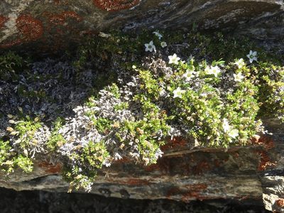 Facchinia rupestris, photographed by Karsten Rohweder