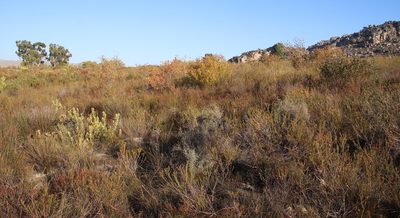 Leucadendron arcuatum, photographed by Tony Rebelo