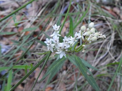 Asclepias angustifolia, photographed by Leticia Jiménez Hernández