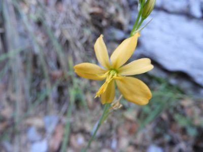 Echeandia flavescens, photographed by Leticia Jiménez Hernández