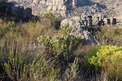 Leucadendron arcuatum, photographed by Tony Rebelo