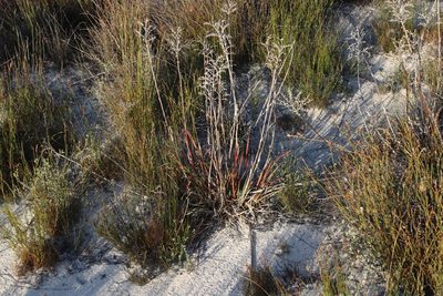 Dilatris ixioides, photographed by Tony Rebelo