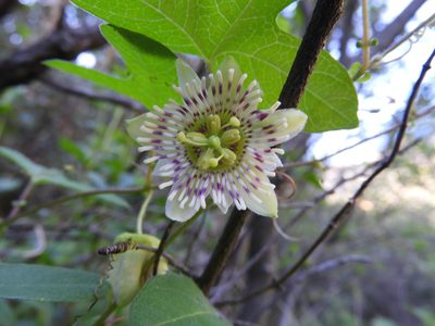 Passiflora zapalinamensis, photographed by Leticia Jiménez Hernández