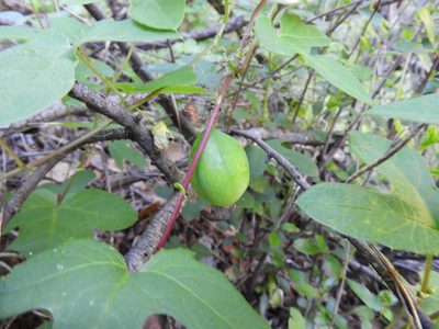 Passiflora zapalinamensis, photographed by Leticia Jiménez Hernández
