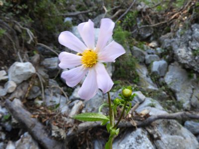 Dahlia tubulata, photographed by Leticia Jiménez Hernández