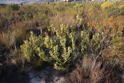 Leucadendron arcuatum, photographed by Tony Rebelo