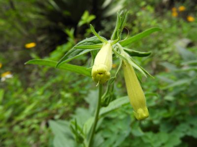Lithospermum viride, photographed by Leticia Jiménez Hernández