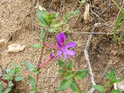 Cuphea aequipetala, photographed by Leticia Jiménez Hernández