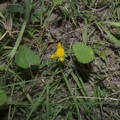 Rhynchosia americana, photographed by Michelle W. （鍾偉瑋）