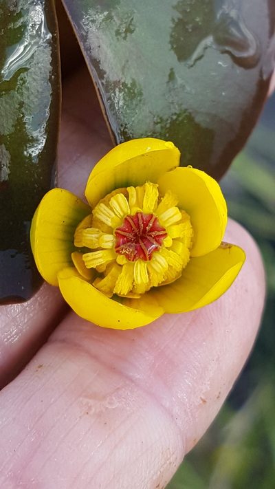 Nuphar microphylla, photographed by Norma Malinowski