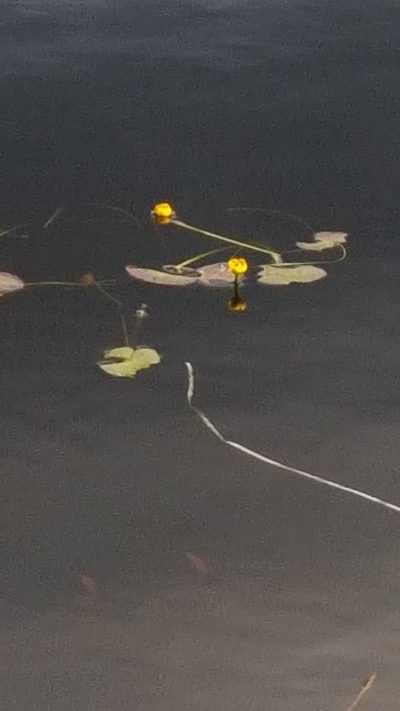 Nuphar microphylla, photographed by Norma Malinowski