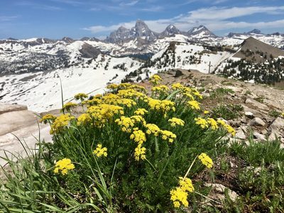Cymopterus hendersonii, photographed by Whitney Brook Matson