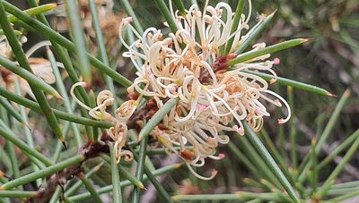 Hakea decurrens, photographed by Katie Jenkins