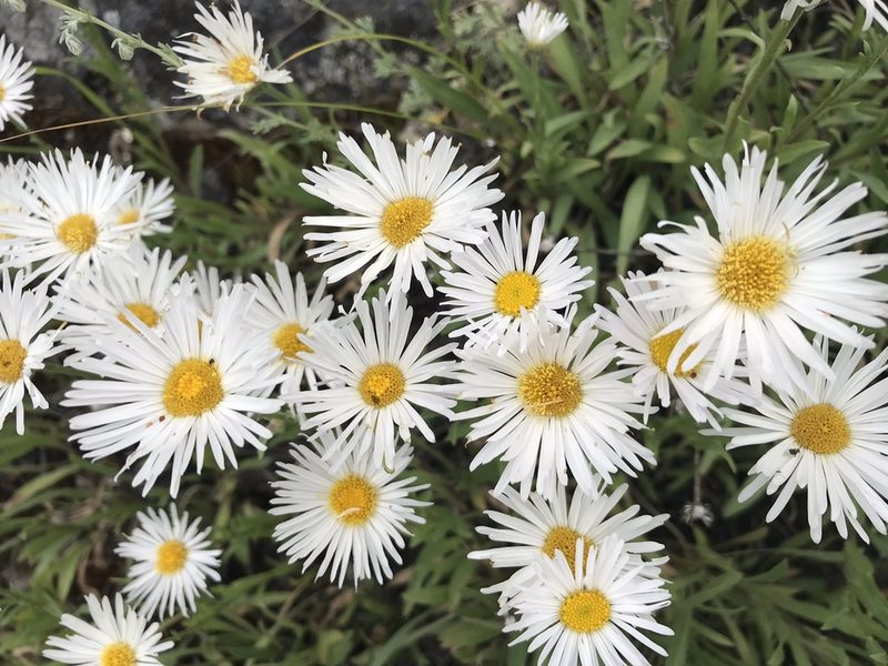 Erigeron caespitosus, photographed by Caleb Catto