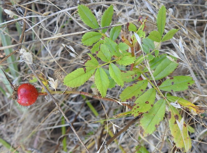 Rosa foliolosa, photographed by saltyhiker