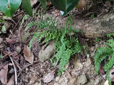 Asplenium incisum, photographed by harum.koh