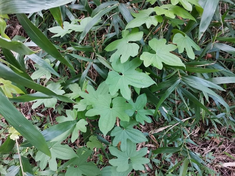 Dioscorea quinquelobata, photographed by harum.koh