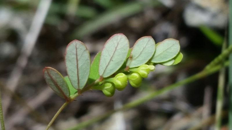 Phyllanthus pentaphyllus, photographed by Jay Horn