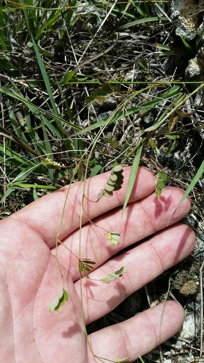 Phyllanthus pentaphyllus, photographed by Jay Horn