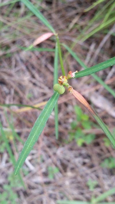 Euphorbia pinetorum, photographed by Jay Horn