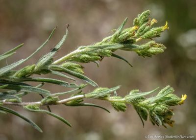 Madia glomerata, photographed by Tim Messick