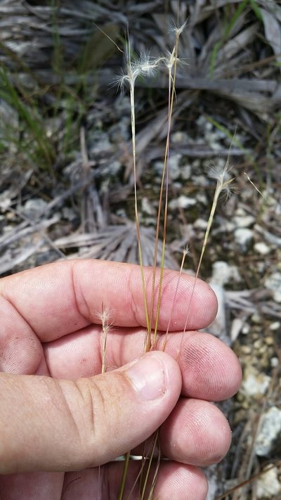 Schizachyrium gracile, photographed by Jay Horn