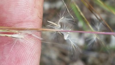 Schizachyrium gracile, photographed by Jay Horn