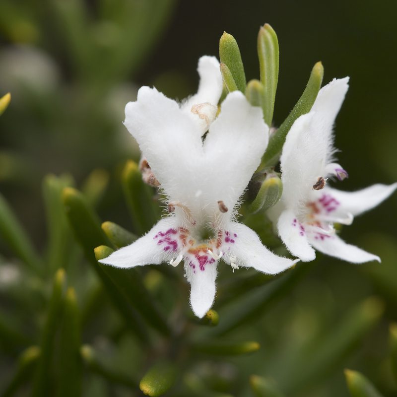 Westringia dampieri, photographed by Kym Nicolson