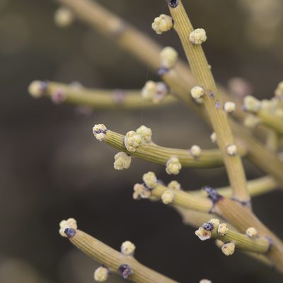 Exocarpos aphyllus, photographed by Kym Nicolson