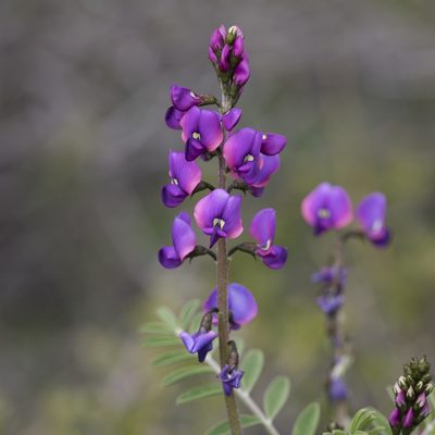 Swainsona lessertiifolia, photographed by Kym Nicolson