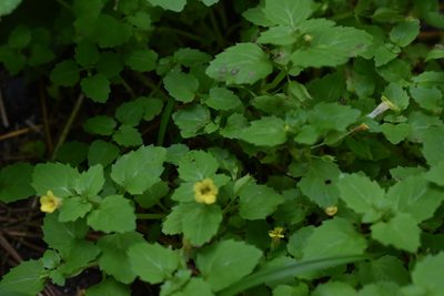 Erythranthe tenella, photographed by Repina Tatyana